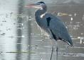 Great Blue Heron (GBHE) Management Team