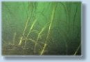 Eelgrass Bed Mapping