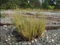 Invasive Species – Spartina.ca