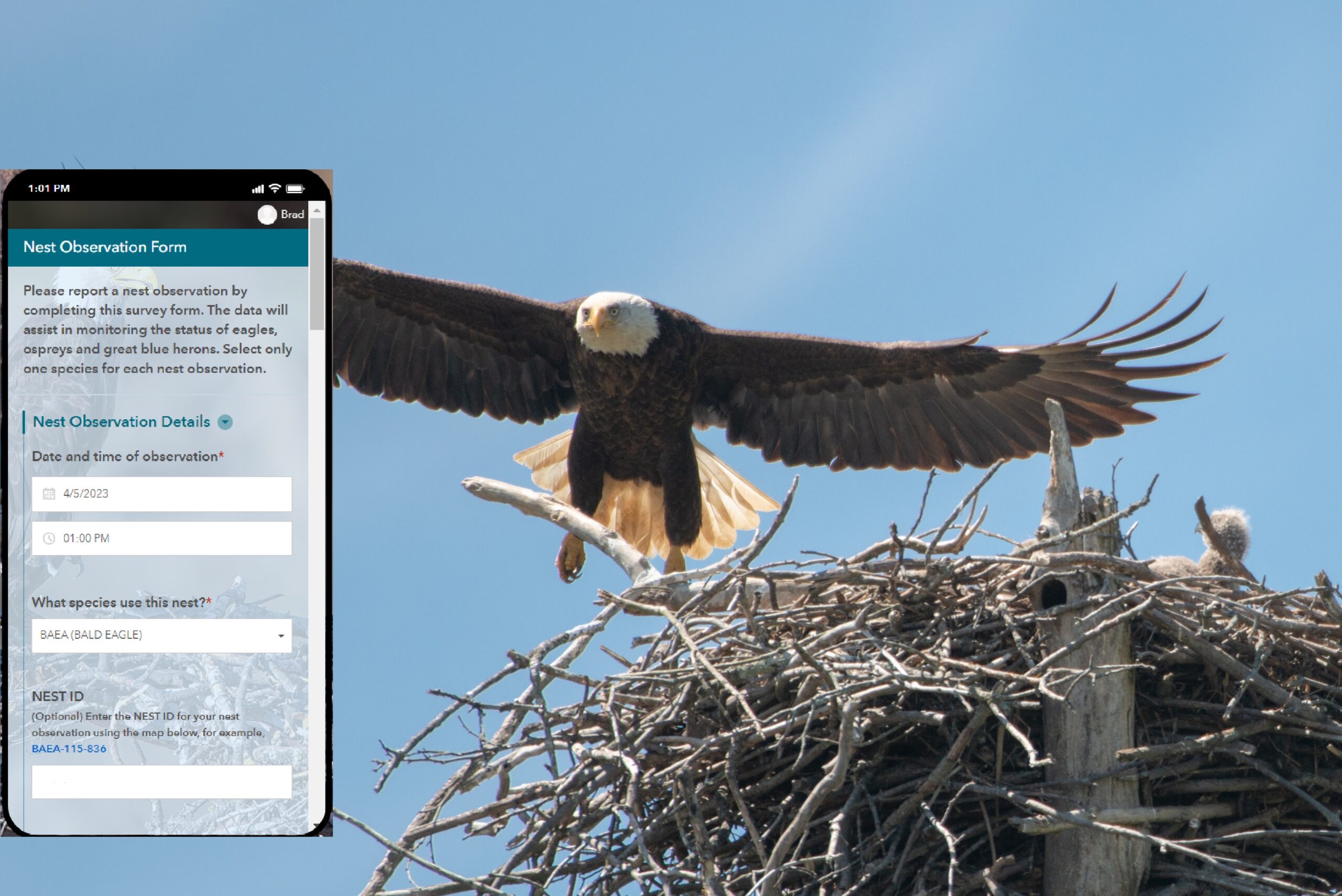 WiTS Mobile App. for citizen reports of new nests